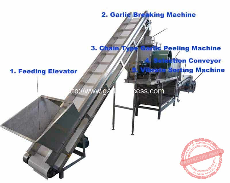 Stainless-Steel-SUS304-Garlic-Clove-Production-Line-for-Sale